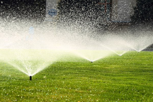 Sprinklers watering a lawn.